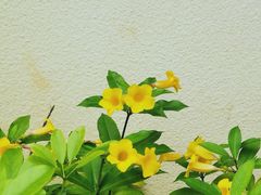 -广州从化都喜泰丽度假温泉酒店