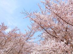 -樱花山风景区