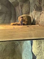 -Zoolung Zoolung动物主题公园(海信广场店)