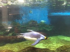 -悉尼海洋生物水族馆