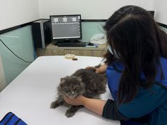 -嘉馨宠物医院·CT影像转诊·心脏科·犬猫全科诊疗中心(下沙大学城院区)