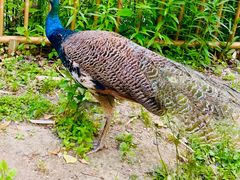 -合肥滨湖国家森林公园