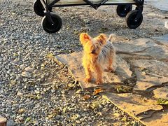 -安德鲁户外烧烤帐篷营地(马泉营店)