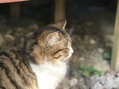-艾贝尔宠物诊疗