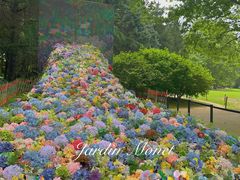 -上海共青森林公园