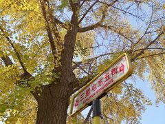 -三里屯东五街银杏大道