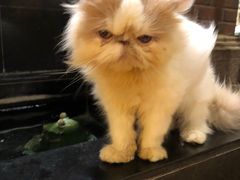 -more than meow吴止猫主题餐厅(承德 中船汇店)