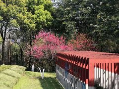 -重庆彩云湖湿地公园