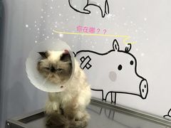 -伟伟宠物医院·CT影像中心·瑞派犬猫综合性门诊(汉口总院)