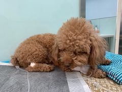 -纳吉亚猫专科动物诊疗中心(蒋宅口分院)