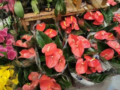 -双季花艺园艺市场(浦东店)