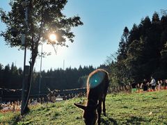 -武陵山森林公园