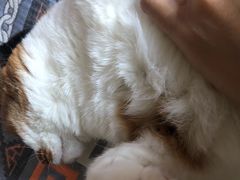 -艾贝尔宠物诊疗