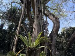 -瑞丽独树成林风景区