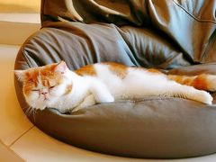 -飞行喵MR PILOT|猫舍·猫咖(静安大融城店)