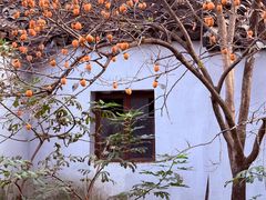 -苏州市立医院本部母子保健中心