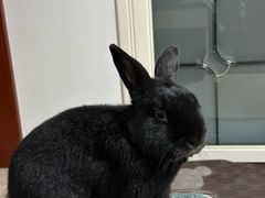 -宠物兔专门店(天丰利市场店)