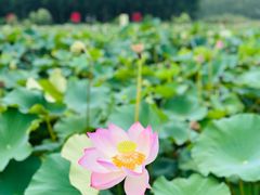 -渌洋湖湿地公园