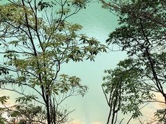 -广州市流溪河国家森林公园