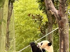 -卧龙中华大熊猫苑神树坪基地