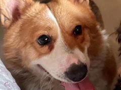 -安安宠医·臻爱宠物医院(簇锦北路分院)