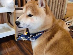 -豆柴町-柴犬主题狗咖(红鼎国际C座店)