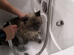 -BABIT巴比特宠物(MOMOPARK店)