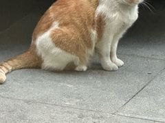 -爱侣·安琦尔宠物医院·中兽医针灸·心内科·狂犬免疫点(宝山区院)