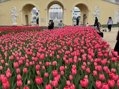 -洛阳郁金香牡丹园