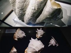 -青岛贝壳博物馆