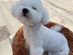 -翊宠yipet猫狗购宠庄园犬舍•猫舍