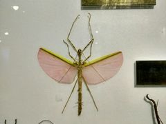 -上海昆虫博物馆