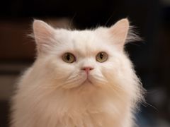 -MOCHA明星猫咖(田子坊店)