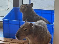 -FAIRYLAND龙族星球主题餐厅(凯丹广场店)