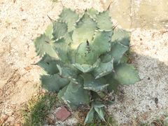 三亚凯莱仙人掌度假酒店-三亚亚龙湾凯莱仙人掌度假酒店