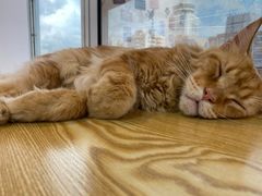 -Heymao猫咖.咖啡厅(东门店)