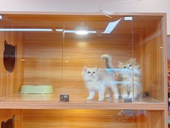 -猫十亿·布偶金渐层·曼基康矮脚猫舍(青年路店)