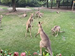 -上海野生动物园老虎餐厅