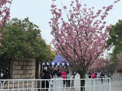 -嘉定紫藤园