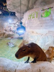 点击看大图 -Zoolung Zoolung动物主题公园(海信广场店)