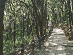 -苏州上方山国家森林公园