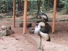 -深圳野生动物园