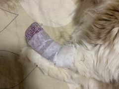 -北京观赏动物医院·24小时大型综合·猫专科·异宠专科