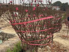 -南国桃园旅游度假区