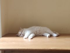 -滚猫咖啡·猫咖·猫友好撸猫(未来城店)