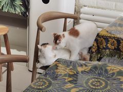 -平行世界·猫咖(首经贸店)