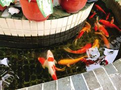 -周大娘牛乳(旧寨古村总店)