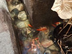 -韩烧牛中牛·甄选黑牛烤肉(黑金店)
