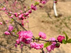 -桃花堤公园