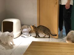 -飞行喵MR PILOT|猫舍·猫咖(静安大融城店)